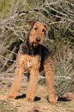AIREDALE TERRIER 251